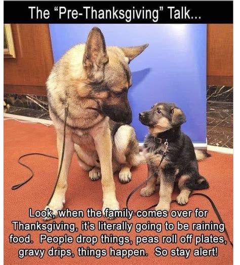 Pin By Theresa Vance On Funnies Funny Thanksgiving Memes Cat Memes