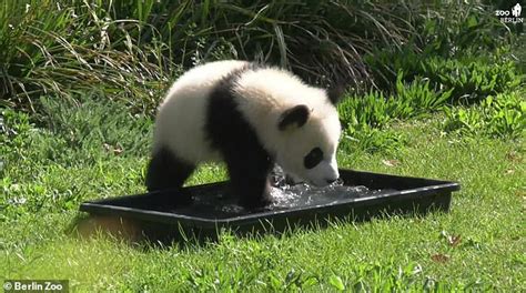 Adorable Moment Panda Cub Splashes Around In A Paddling Pool At Berlin