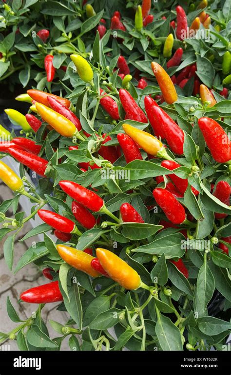Pots With Ornamental Chili Pepper Plants Stock Photo Alamy