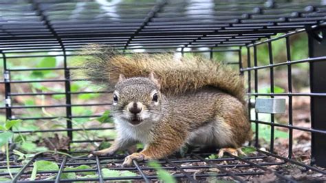 What Do Ground Squirrels Eat Explained By Animalfunkey