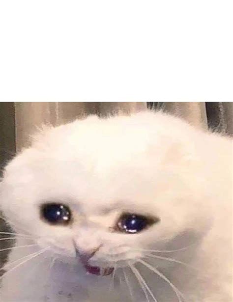 Crying Cat Blank Template Imgflip