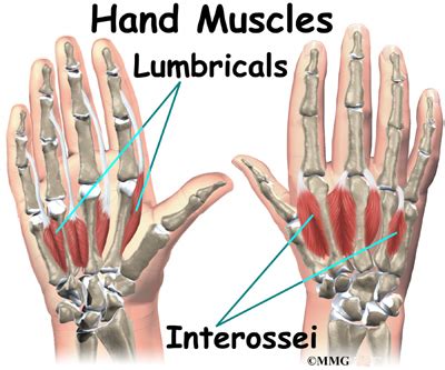 Hand Anatomy - eOrthopod.com