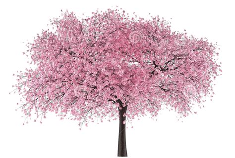 Japan clipart sakura, Japan sakura Transparent FREE for download on gambar png
