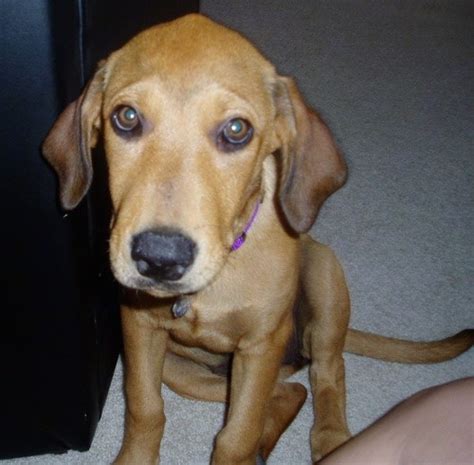 Among the many mixes like with the pitbulls, the boxers, the german shepherds, the rhodesian ridgebacks by modern breeders, the cross of the redbone coonhound and the lab retriever, known as the 'redbone retriever' (aka 'redgold hound'), has much been popular. List of Redbone Coonhound Mix Breed Dogs