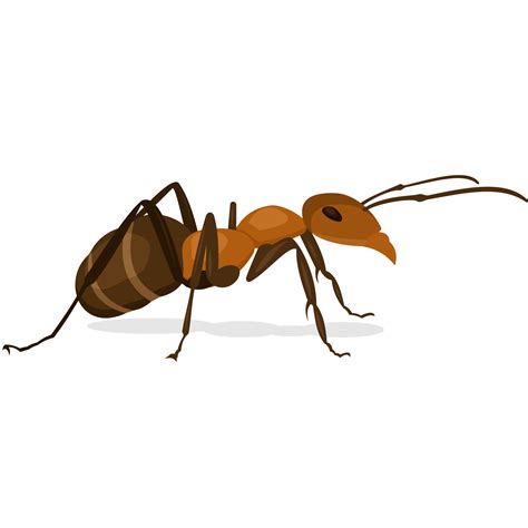 Ant Insect X Faktor Vector Small Ants Png Download 15001500 Free
