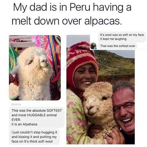 The Alpaca Was Just As Happy To Get Cuddles From Dad With Images
