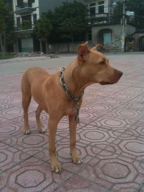 Nuôi mấy còn chó tây chăm cực lại còn kén ăn. Pit Bull thuần chủng: Một số hình ảnh về chú chó BULLS