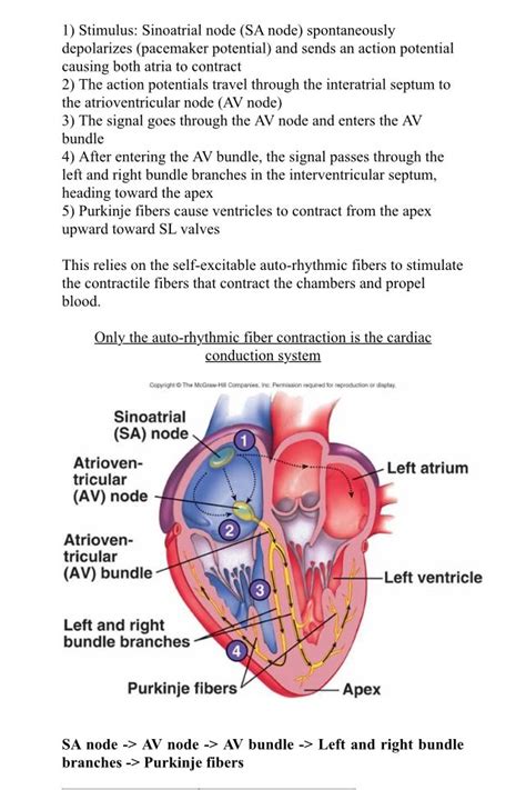 Cardiac Conduction System Is The Sequence Of Electrical Signals That Pass Through The Heart And