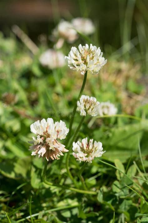 White Clover Flowers Stock Image Image Of Ladino White 95847991