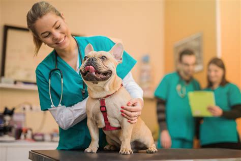 Benefits Of An Externship At A Veterinarian Clinic Charter College