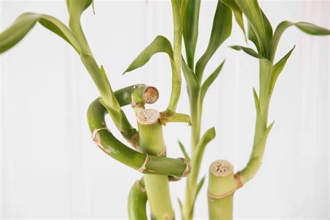 Lucky Bamboo Indoor Plant Care Growing Guide