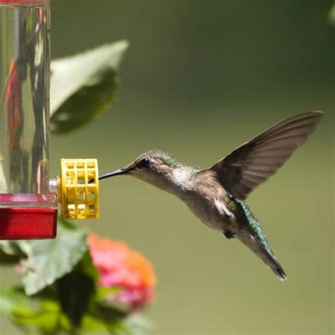 Take the water off the heat and add the sugar. Homemade Hummingbird Food Recipe - A Mom's Impression ...