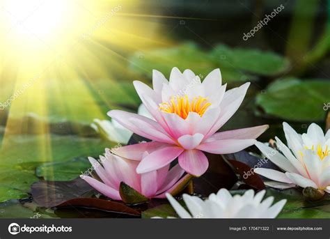Download and use 70,000+ lotus flower stock photos for free. Beautiful lotus flower — Stock Photo © klagyivik #170471322