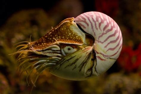 Nautilus Finally Moves Toward Endangered Species Protection Thrive