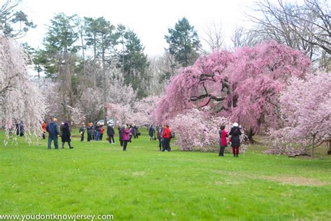 The Cherry Blossoms Of Branch Brook Park You Dont Know Jersey From