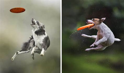 Images Of Dogs Catching Frisbees In Mid Air Are Beautiful