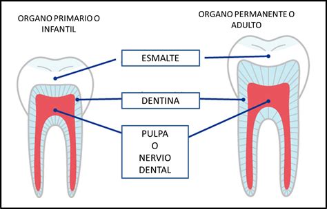 Dentistas Anatomía Del Diente