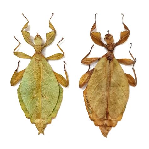 These Two Beautiful Leaf Insects Have Been On My Etsy For A While Now