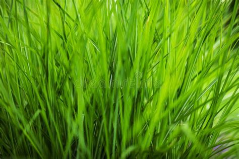 Natural Green Grass In Garden Stock Image Image Of Shallow Lush