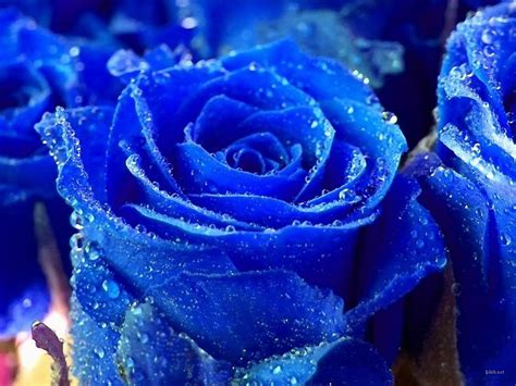 Blue Rose Flowers Flower Hd Wallpapers Images Pictures