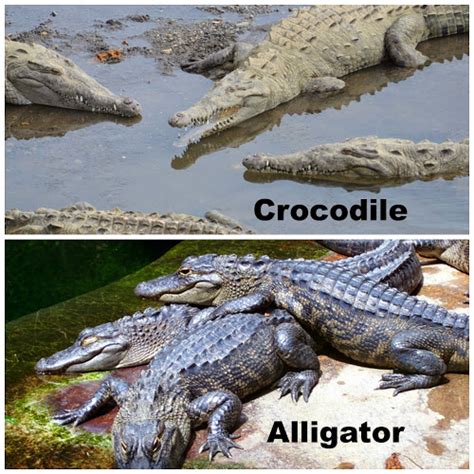 The two extant species are the american alligator (a. 20 Animals That are Often Confused for One Another