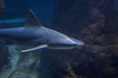 Best Sharks For Saltwater Tank Salt Water Coral Tank