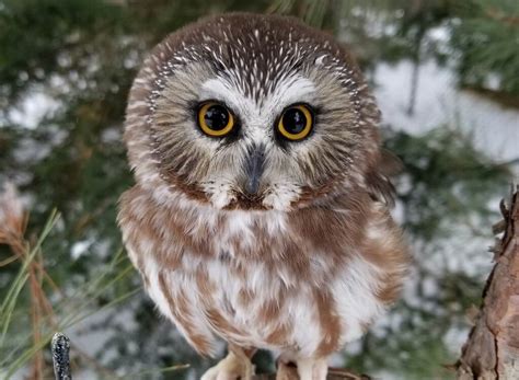 What Is The Smallest Owl In North America A Full Guide Learn Bird
