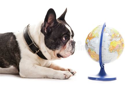 Dog With World Map Stock Image Image Of Doggy Education 30339081