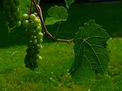 Bunch Of Grapes Free Stock Photo Public Domain Pictures