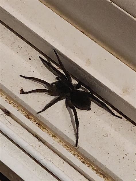 What Kind Of Spider Is This Northeast Ohio Hard To Tell From Image