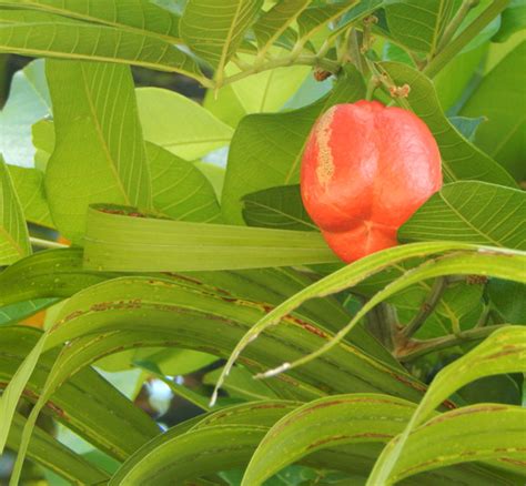 The sandbox tree, also known as the dynamite tree, is covered in spikes, full of poison, and grows exploding fruits. Florida Survival Gardening: Weird and wild tropical fruit ...