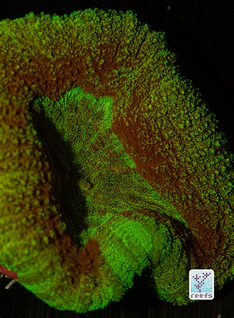 Fluorescence Photography Macna Edition Part Three Why Do Corals