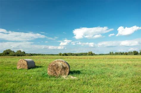 Hay Bales Lying On A Green Meadow Horizon And White Clouds On A Blue