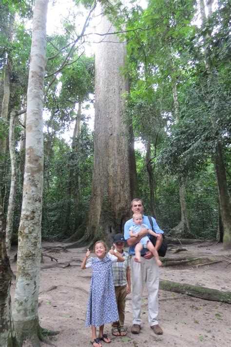 Dewdrops Of Joy The Largest Tree In West Africa