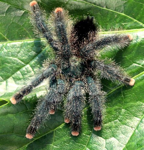 A way to show that a word may be incorrectly spelt. Avicularia sp. "Kwitara River" • 3/4 - 1"spiderlings ...