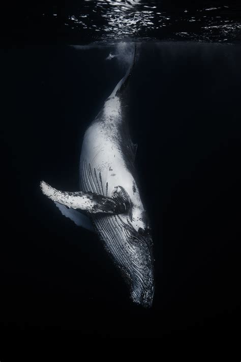 Humpback Whale Underwater On Behance