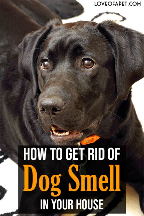 How to get rid of smell in bedroom. A Beginner's Guide to Get Rid of Dog Smell In Your House ...