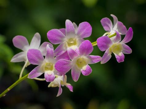 Dendrobium Orchid Care And Growing Tips Uk