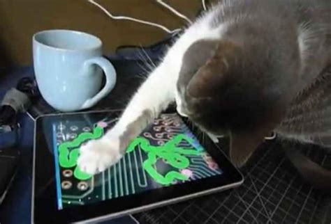 Amazing Creatures Funny Pictures Of Cat And Technology