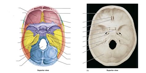 Floor Of Cranial Cavity Diagram Quizlet