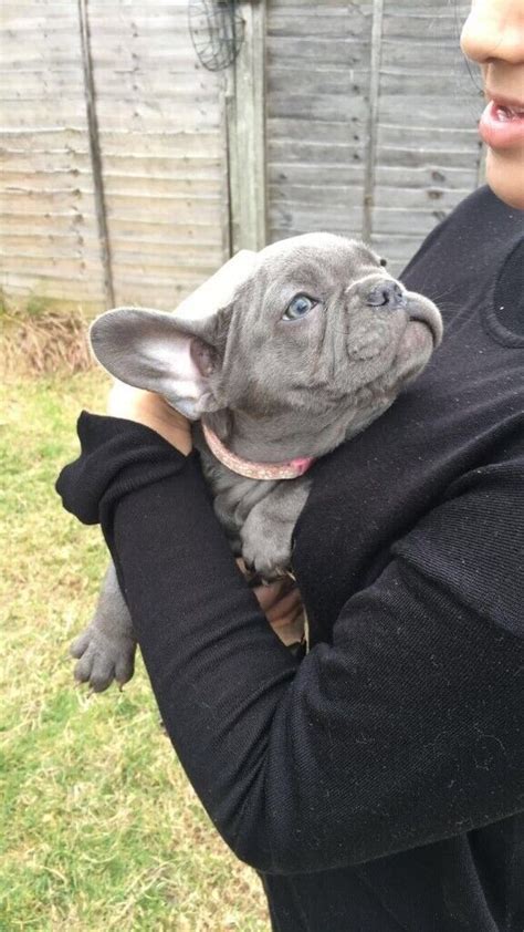 French Bulldog Puppy 13 Weeks In Hodge Hill West Midlands Gumtree