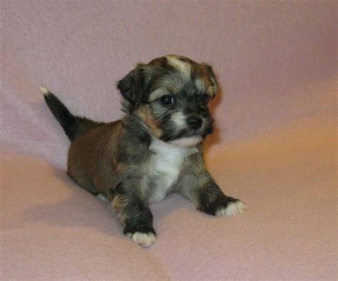 We strive to deliver the nation's premier puppy adoption experience. http://www.akchavanese.com | Teacup puppies, Havanese ...