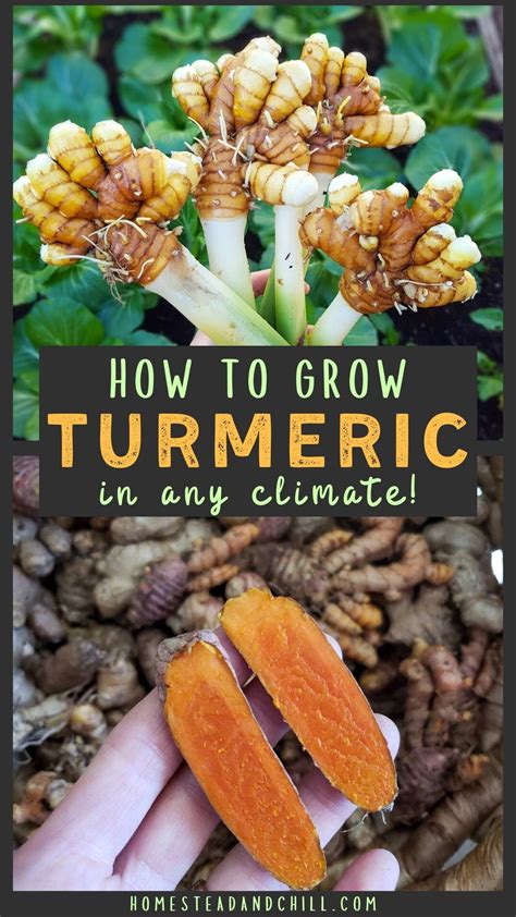 How To Grow Turmeric In Containers In Any Zone In Grow