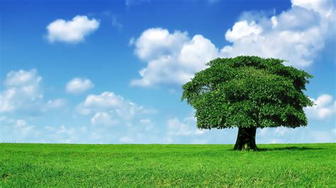 Foliage Green Grass And Tree Under Blue Sky With Clouds Hd Nature Wallpapers Hd Wallpapers