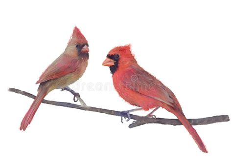 Male And Female Northern Cardinals Perching On White Stock