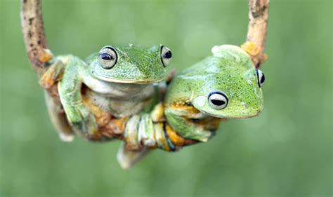 Frogs Being Turned Into ‘sex Zombies By Fungal Disease Science