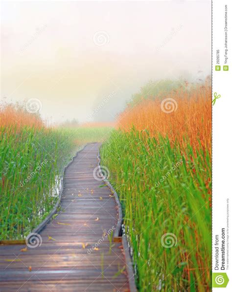 Boardwalk Path In Swamp Stock Image Image Of Wood Foggy 29265785