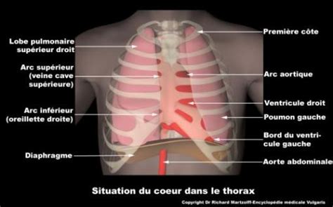 Image Photo Coeur Situation Dans Le Thorax Cardiologie Vulgaris
