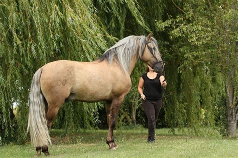 Wir zeigen ihnen ein super pre buckskin pferd, eines der besten pferde in dieser farbe mit einer fantastischen blutlinie, 168 cm und 4 yo. Sooty dunalino (mit Bildern) | Schönste pferde