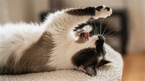 Download Wallpaper 1920x1080 Cat Yawn Tongue Protruding Funny Pet